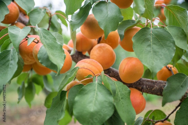 Obraz many apricot fruits on a tree in the garden on a bright summer day. Organic fruits. Healthy food. Ripe apricots.
