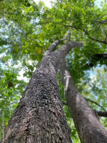 Obraz trunk of a tree