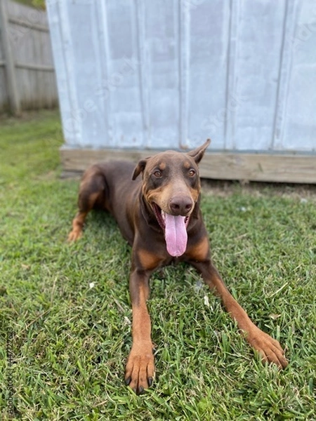 Obraz dog on the grass