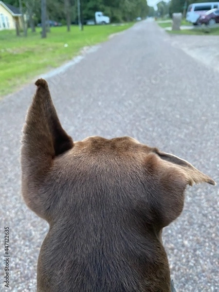 Obraz dog on the road