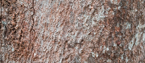 Fototapeta Close up of a tree bark.