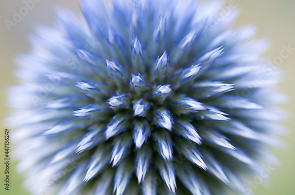Obraz Blue honeydew Echinops  flower, close up.