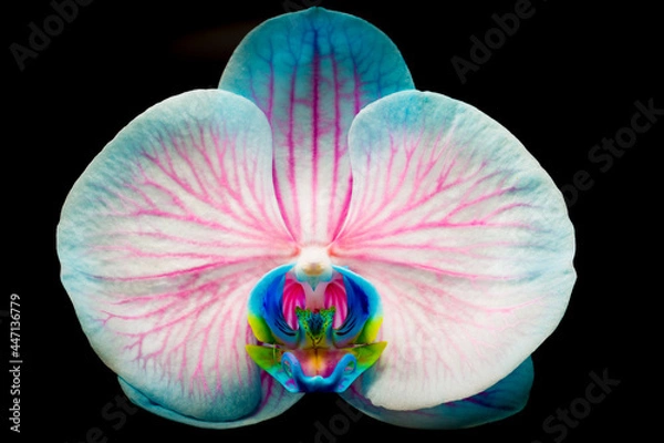 Fototapeta Orchid with Vivid Pink and Blue colors
