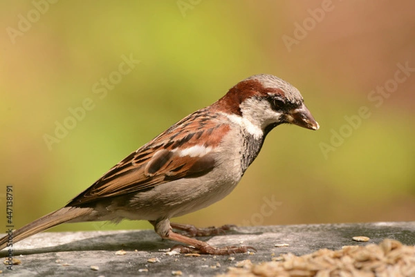 Fototapeta Spatz, Sperling am Futterplatz