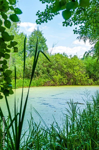 Obraz lake in the forest