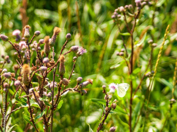 Fototapeta flowers in spring