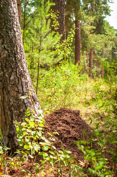 Obraz path in the forest