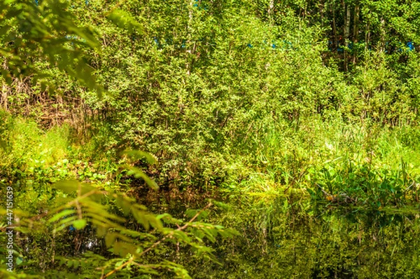 Obraz green moss background