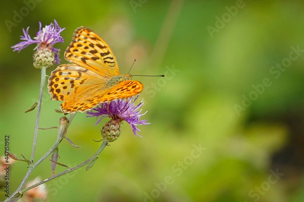 Obraz 
Dostojka malinowiec