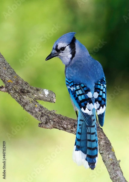 Obraz Blue Jay (Cyanocitta cristata) perched on a tree branch searching for food.