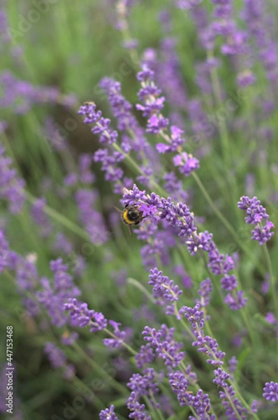 Fototapeta Tender lavender on the sunset. The colour is vivid and warm from the sun beams. Bokeh background creates a majestic vibe.
