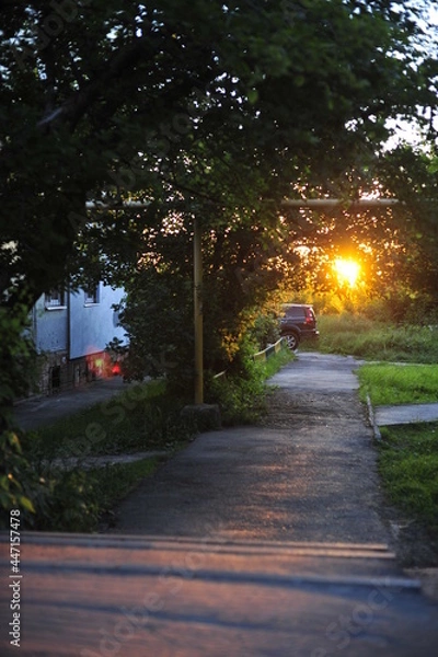 Obraz Sunset glow through the foliage
