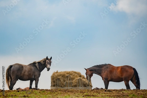 Obraz Two horses feed on the foled pasture from a stack with a hay pack.