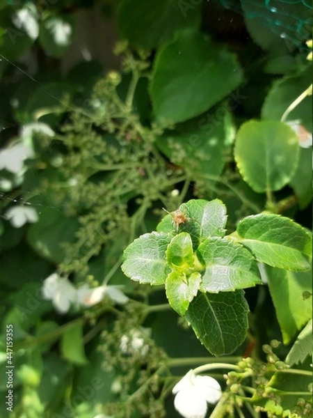 Obraz Spider on a plant