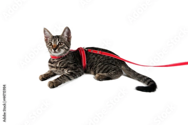 Fototapeta beautiful striped kitten on a leash