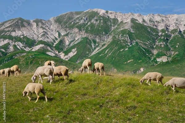 Obraz group of sheep grazing in the emperor abruzzo field with the mountains in the background