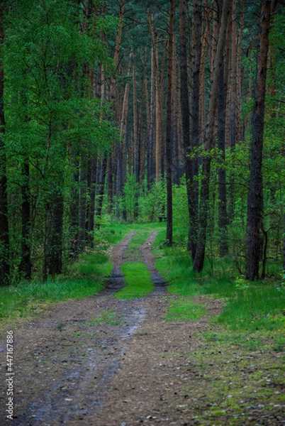 Obraz old road in an old forest