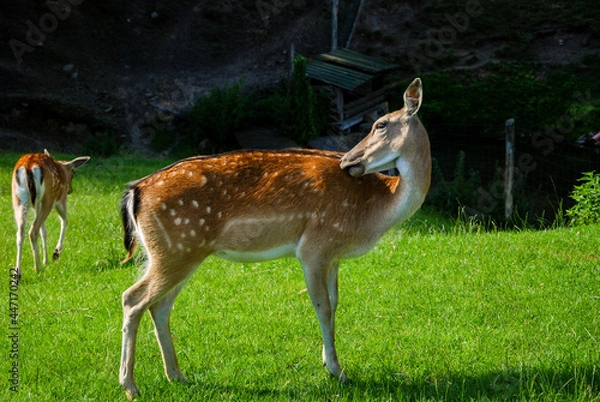 Fototapeta roe deer in nature reserve