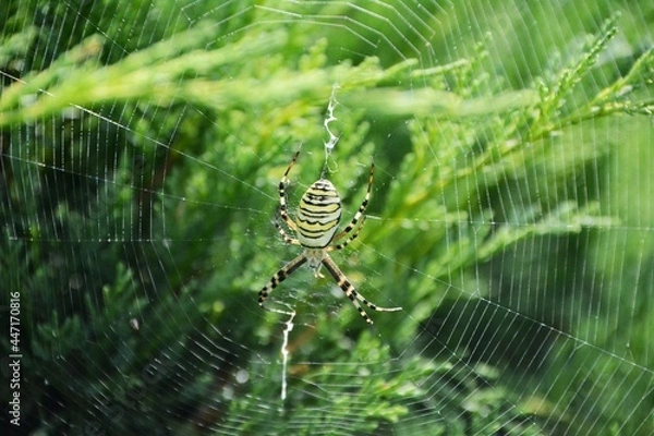 Obraz Tygrzyk paskowany (Argiope bruennichi)