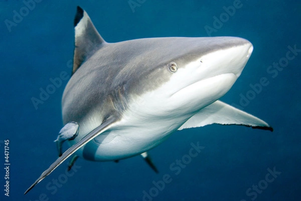 Fototapeta Blacktip Reef Shark