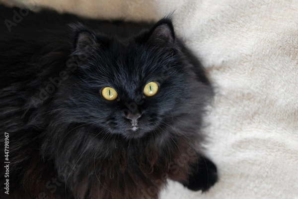 Fototapeta A black fluffy cat with yellow eyes lies and rests  at home. View from above