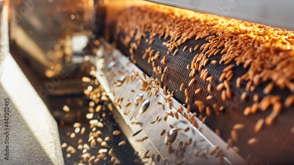 Obraz Machine drying wheat grains on conveyor
