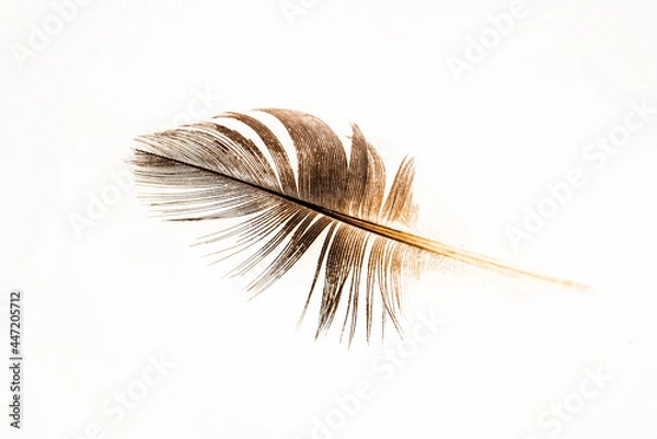 Obraz pigeon feather on a white background