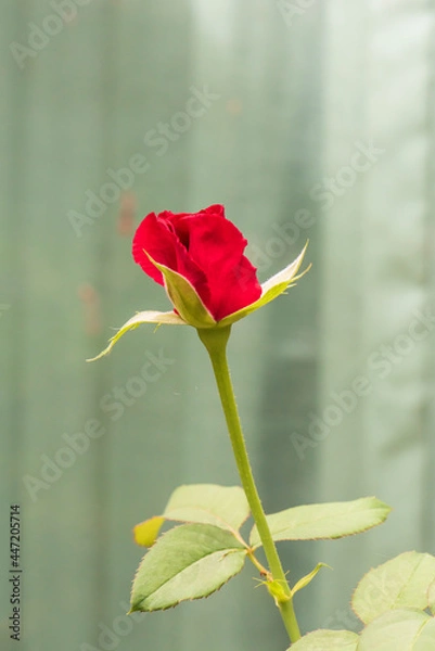 Fototapeta single red rose