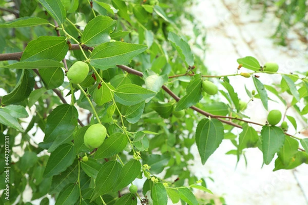 Fototapeta Green in the jujube tree 
jujube