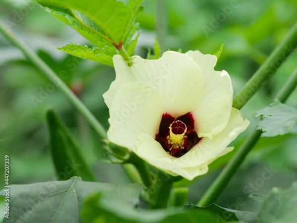 Fototapeta オクラの花