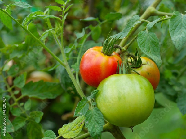Fototapeta トマトの栽培