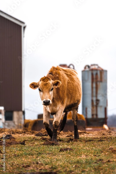 Obraz Cow in a farm