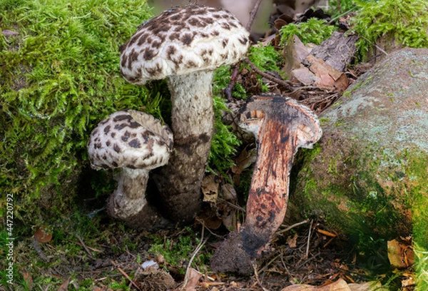 Fototapeta Detail view of a Old Man of the Woods Mushroom Strobilomyces strobilaceus whole and halved