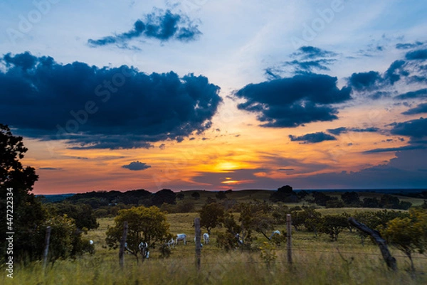Fototapeta sunset over the field