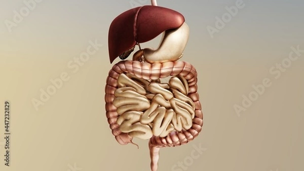Fototapeta 3d Illustration of Human digestive system, Medically accurate, 3d render