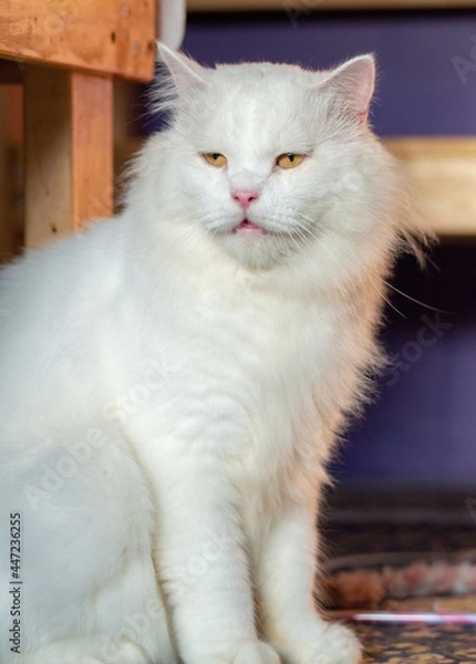 Obraz cat on the window