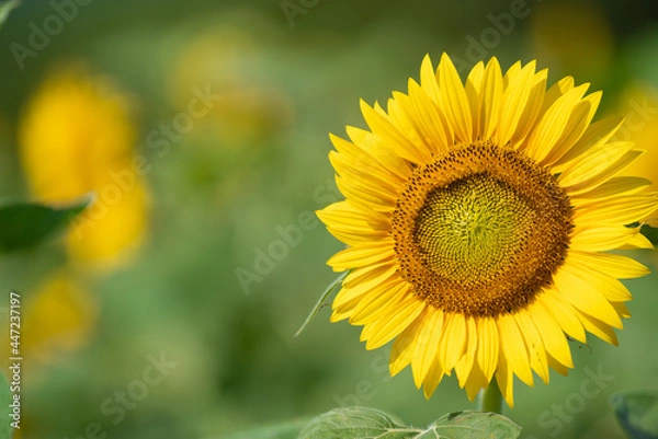 Obraz 夏の花　向日葵