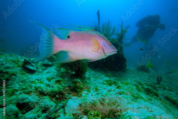 Obraz Big rose fish and diver, Cayo Largo, Cuba