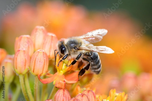 Obraz Bee - Apis mellifera - pollinates Asclepias Tuberosa - butterfly milkweed.