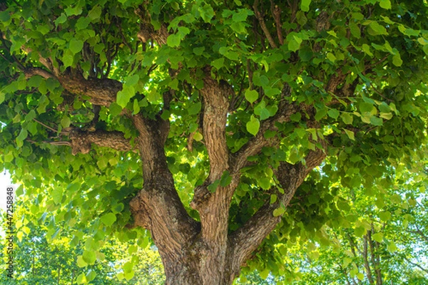 Fototapeta Old linden tree with branches bent up like candelabra. Decorative tilia tree