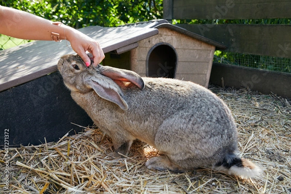 Fototapeta main femme caressant lapin de race géant des Flandres dans un enclos avec de la terre et un clapier 