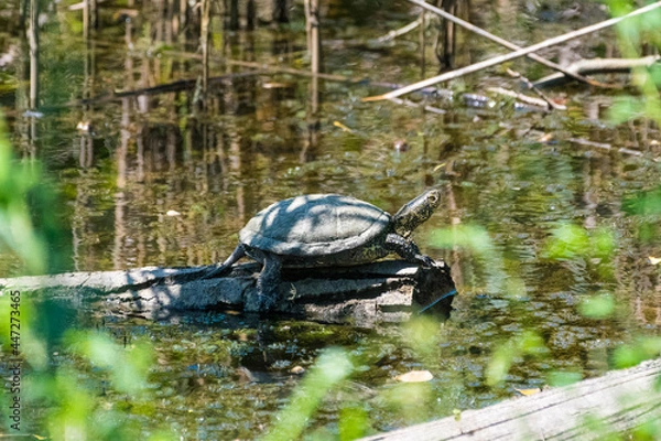 Fototapeta Emys orbicularis - Testoasa de apa - European pond turtle
