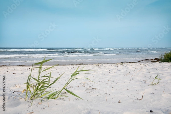 Obraz grass on the beach
