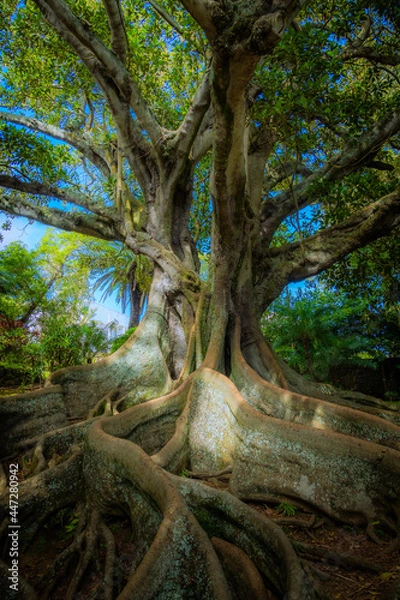 Obraz Beautiful enchanted large old tree in the botanical garden of Ponta Delgada, Azores