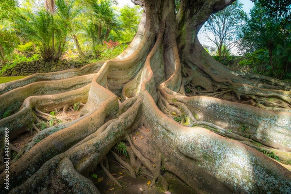 Obraz Beautiful enchanted large old tree in the botanical garden of Ponta Delgada, Azores