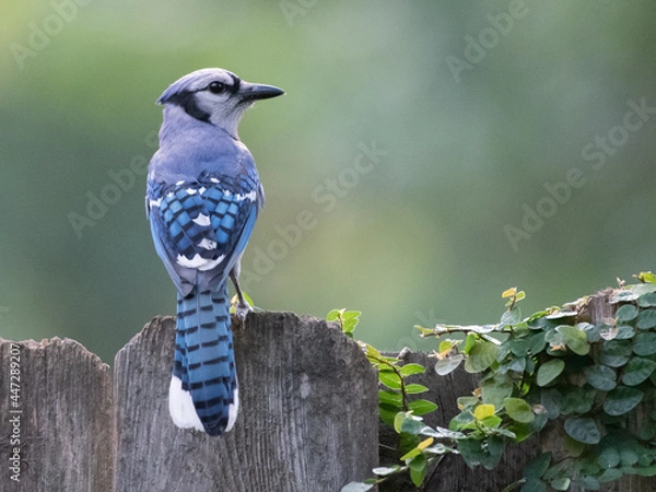 Fototapeta A blue jay (cyanocitta cristata) perching on a wooden fence.