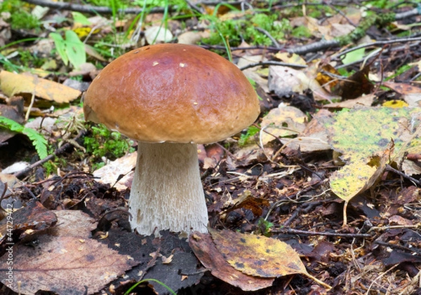 Fototapeta Cep (Boletus edulis)