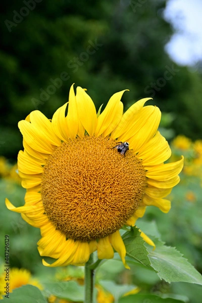 Obraz sunflower and bee