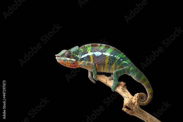 Fototapeta Rainbow  Panther chameleon isolated on black background