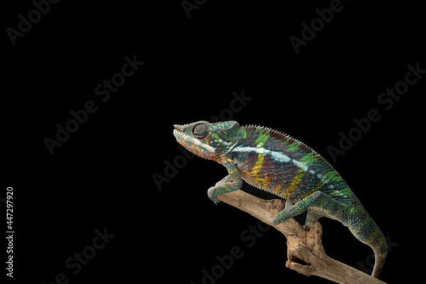 Fototapeta Rainbow  Panther chameleon isolated on black background